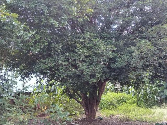 Terreno venda em Região Geográfica Imediata de Belo Horizonte, Região Metropolitana de Belo Horizonte