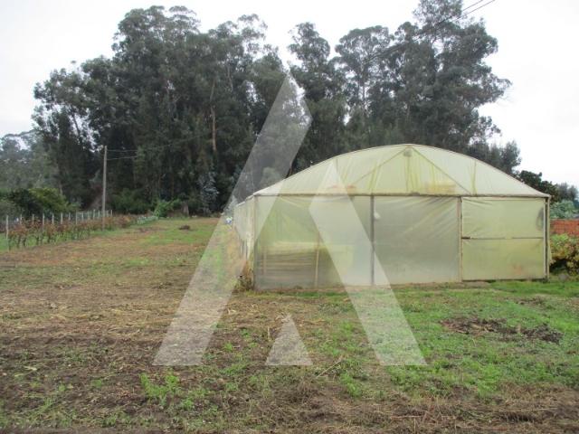 Terreno venda em Fermentelos, Águeda