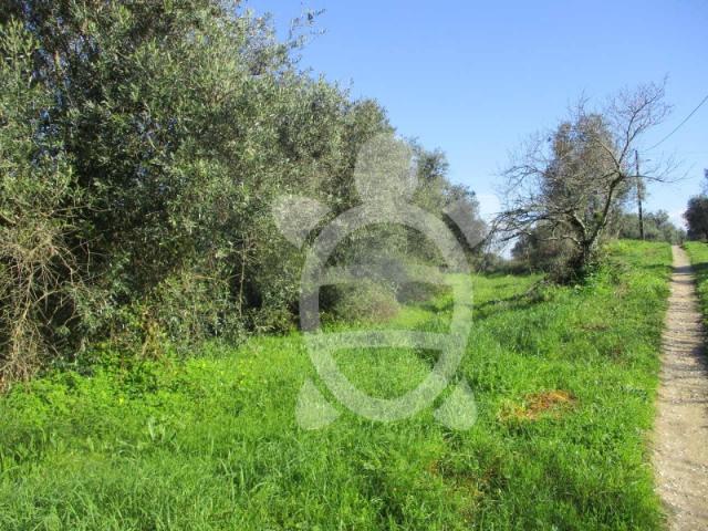 Terreno venda em Soure, Coimbra