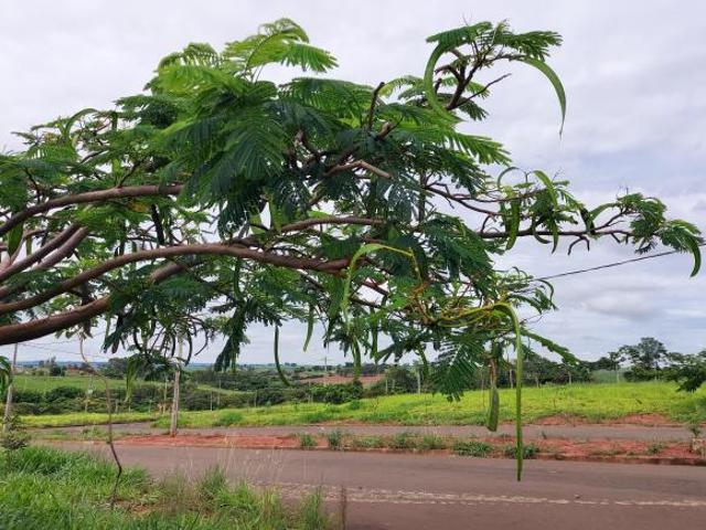 Terreno venda em Euroville Cajobi, Cajobi