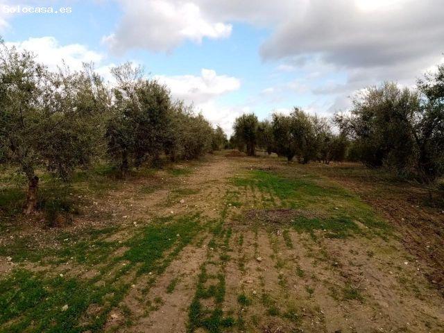 Local Comercial en venta en Arahal, Andalucía