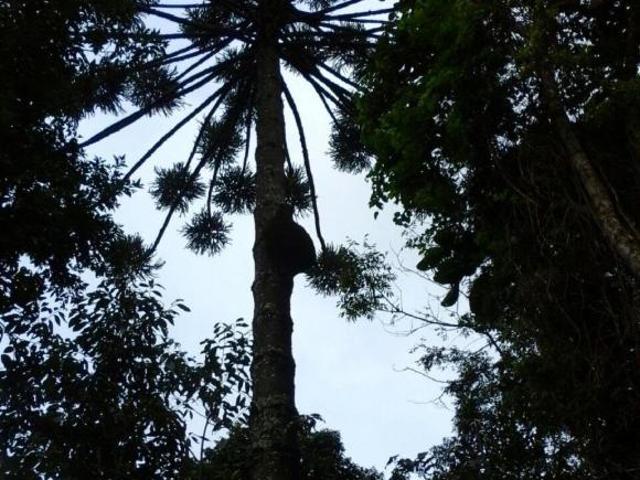 Terreno venda em Região Geográfica Imediata de Juiz de Fora, Bocaina de Minas