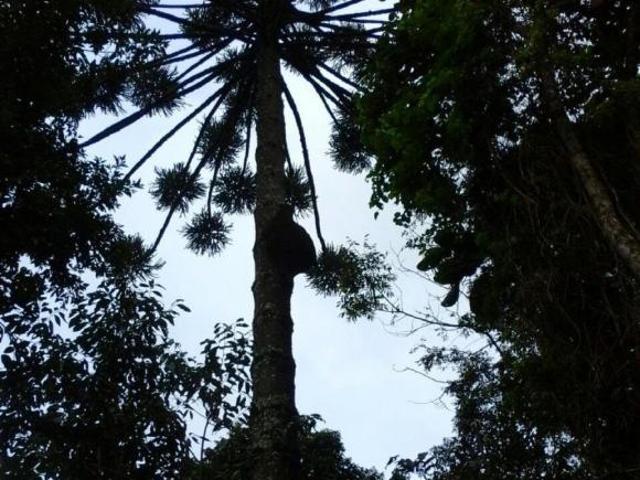Terreno venda em Região Geográfica Imediata de Juiz de Fora, Bocaina de Minas