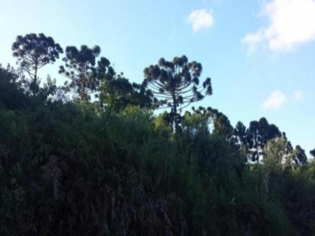 Terreno venda em Picada Café