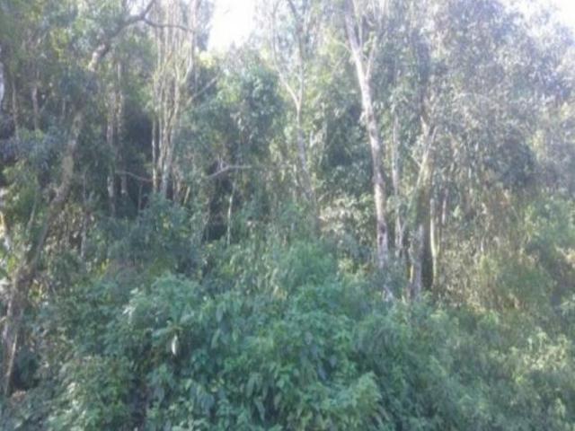 Terreno venda em Nova Petrópolis