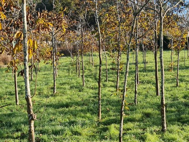 Terreno en venta en O Rosal, O Baixo Miño