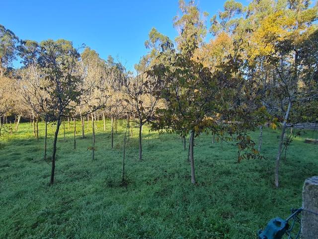 Terreno en venta en O Rosal, O Baixo Miño