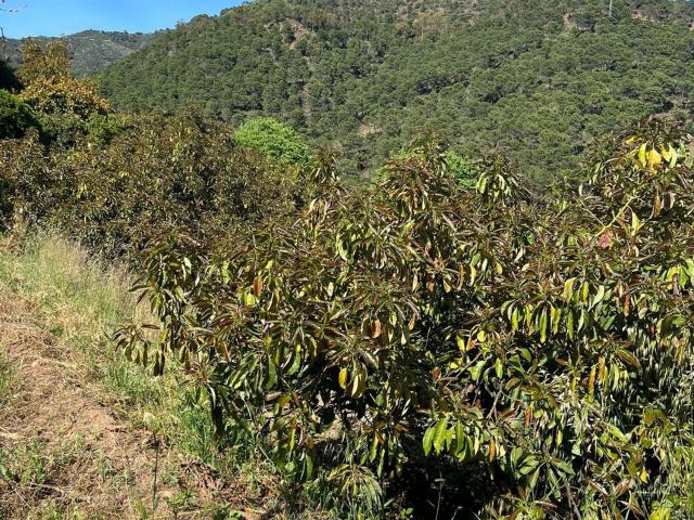 Terreno en venta en Sierra de las Nieves, Andalucía