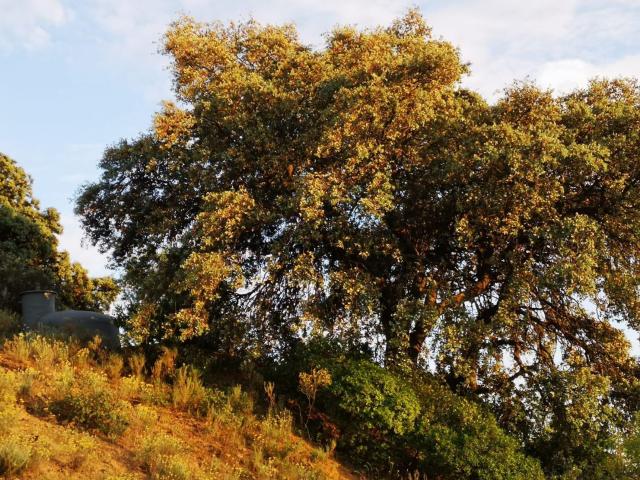 Terreno en venta en Este, Málaga-Costa del Sol