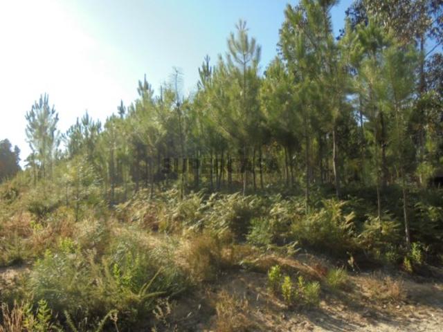 Terreno venda em Oliveira Do Bairro, Aveiro