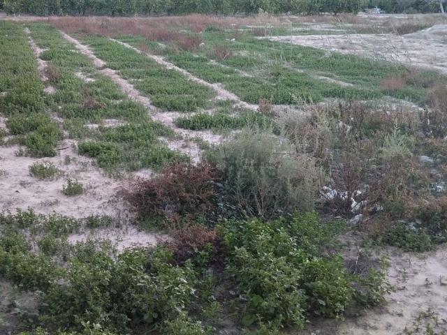 Terreno en venta en Los Desamparados, el Baix Segura / La Vega Baja