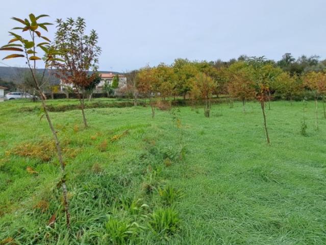 Terreno venda em Boalhosa, Viana Do Castelo