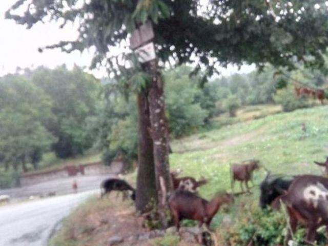 Terreno venda em Póvoa De Lanhoso, Braga
