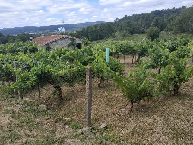 Terreno en venta en Pantón, Terra de Lemos