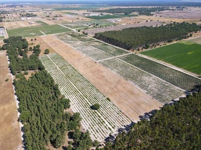 Terreno alugar em Canha, Montijo