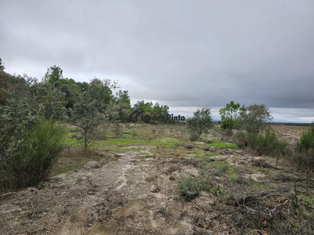 Terreno venda em Castelo Branco