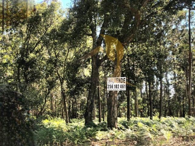 Terreno venda em Oliveira De Azeméis, Aveiro