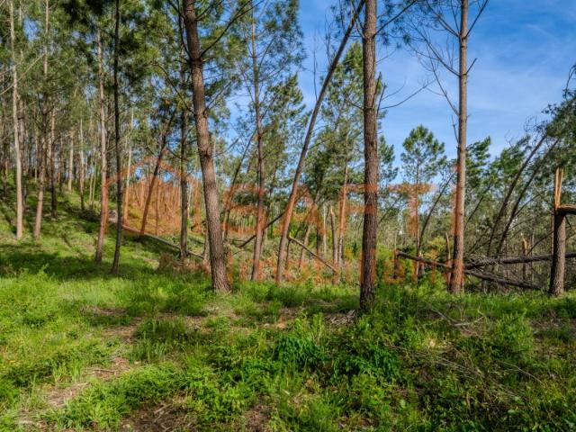 Terreno venda em Leiria