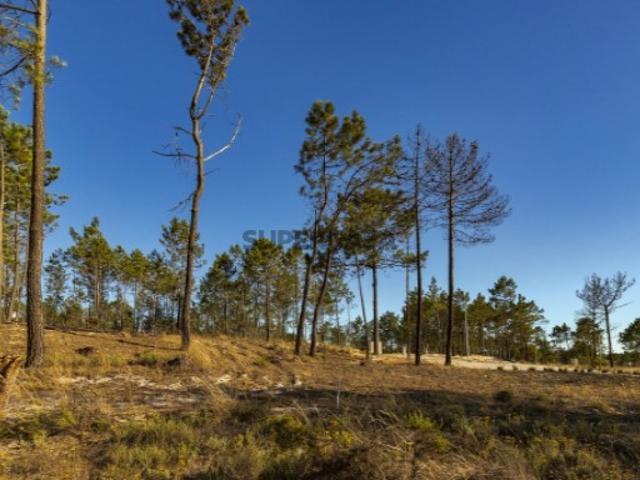 Terreno venda em Alcácer Do Sal, Comporta