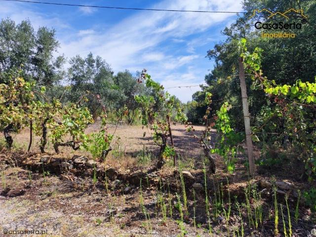 Terreno venda em Cabeçudo, Sertã