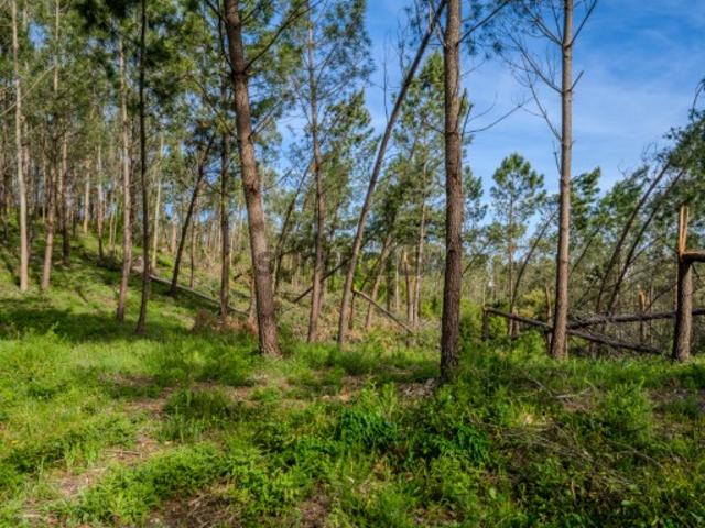 Terreno venda em Leiria