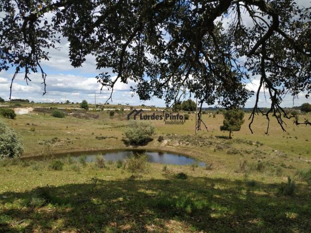 Terreno venda em Castelo Branco