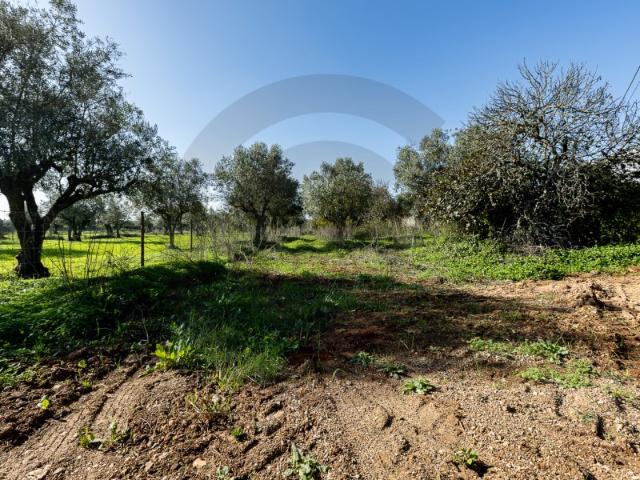 Terreno venda em Brogueira