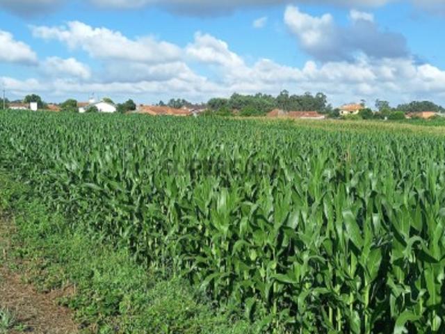Terreno venda em Oliveira Do Bairro, Aveiro