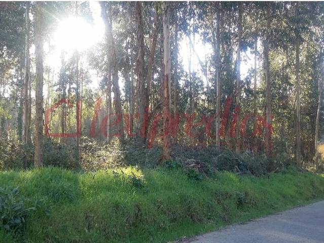 Terreno venda em Barro, Águeda