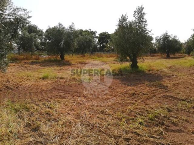 Terreno venda em Portalegre