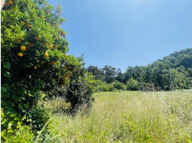 Terreno venda em Caminha Terreno venda em Caminha