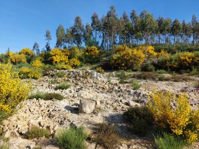 Terreno venda em Viseu