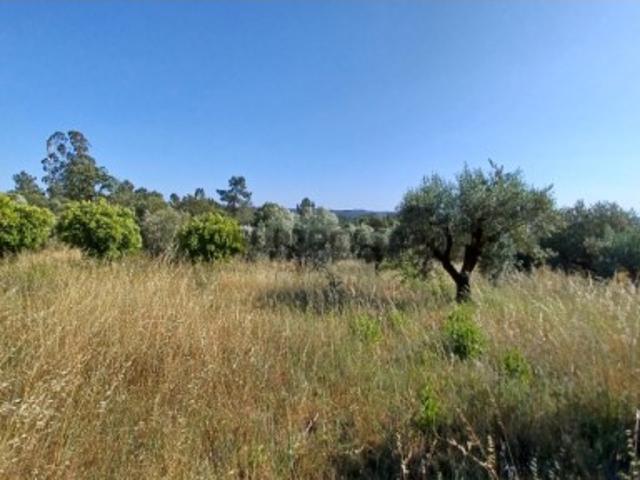 Terreno venda em Tomar, Beberriqueira Terreno venda em Tomar, Beberriqueira