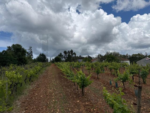Terreno venda em Coimbrã, Vil De Matos