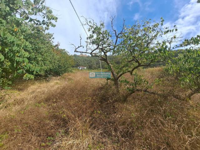 Terreno venda em Chamorra, Ribeira Brava