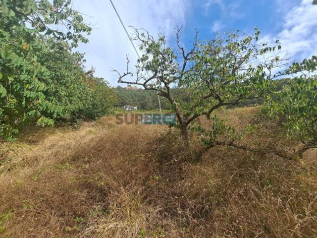 Terreno venda em Chamorra, Ribeira Brava