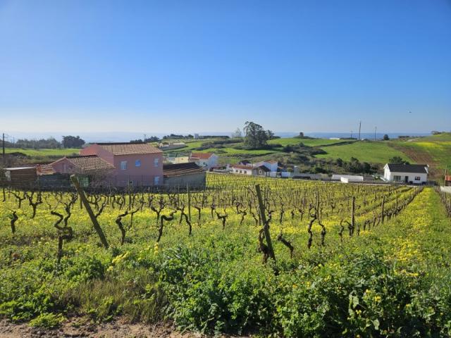 Terreno venda em Bombarral, Leiria