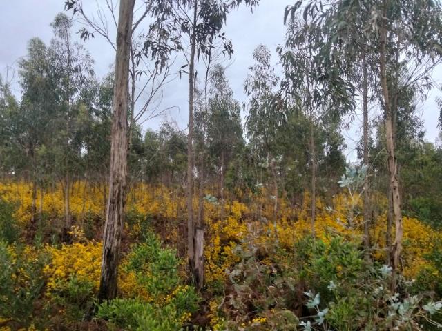 Terreno venda em Assilhó, Albergaria-a-velha