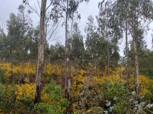 Terreno venda em Albergaria-a-velha, Aveiro