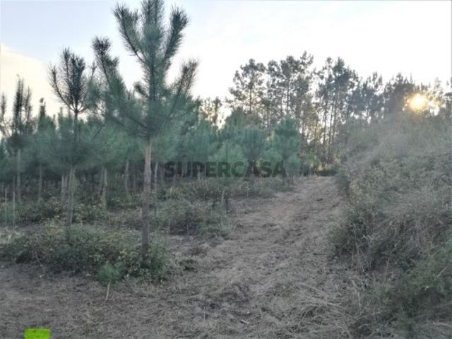 Terreno venda em Leiria