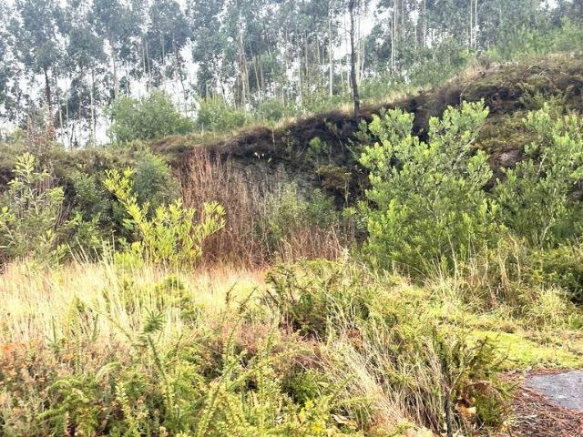 Terreno venda em Viana Do Castelo