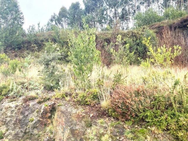 Terreno venda em Viana Do Castelo
