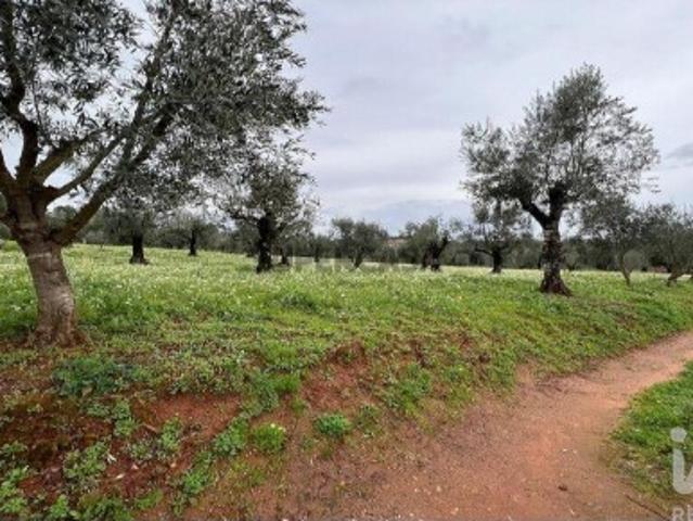 Terreno venda em Penela, Coimbra
