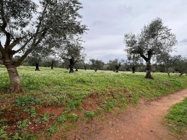 Terreno venda em Penela, Coimbra