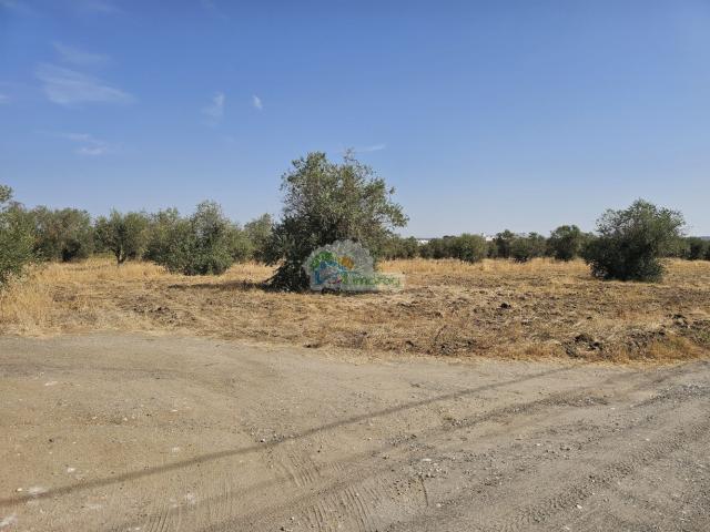 Terreno venda em Reguengos De Monsaraz, Évora