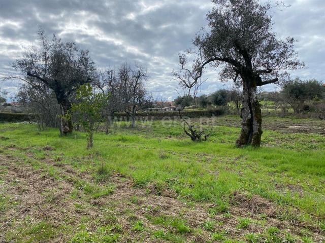 Terreno venda em Castelo Branco, Aldeia Nova Do Cabo