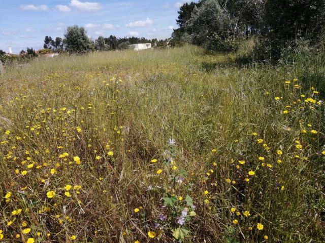 Terreno venda em Pombal, Leiria
