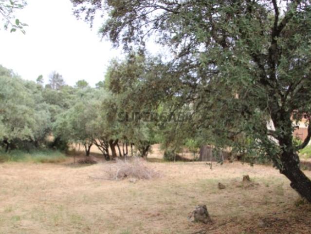 Terreno venda em Tomar, Vale do Calvo Terreno venda em Tomar, Vale do Calvo