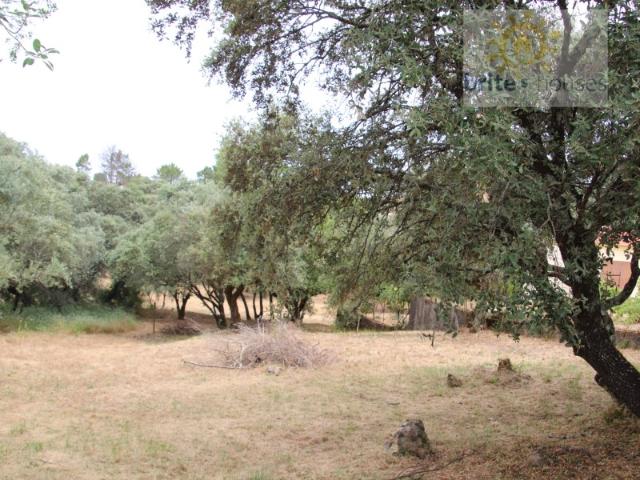 Terreno venda em Madalena e Beselga, Tomar