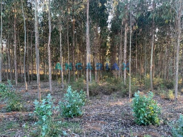 Terreno venda em Leiria